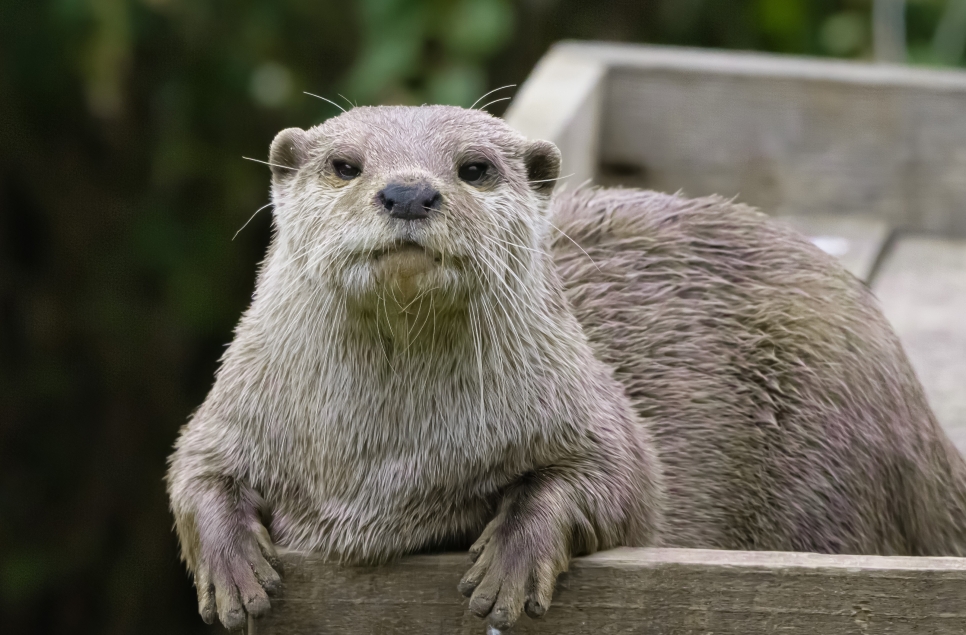 Musa otter resting - Ian H - Aug22.jpg